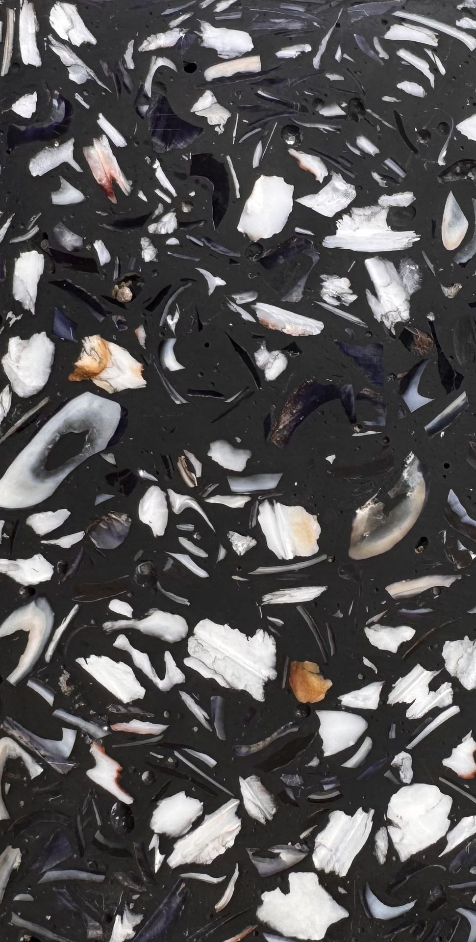 Mix Moules/Saint-Jacques Noir
