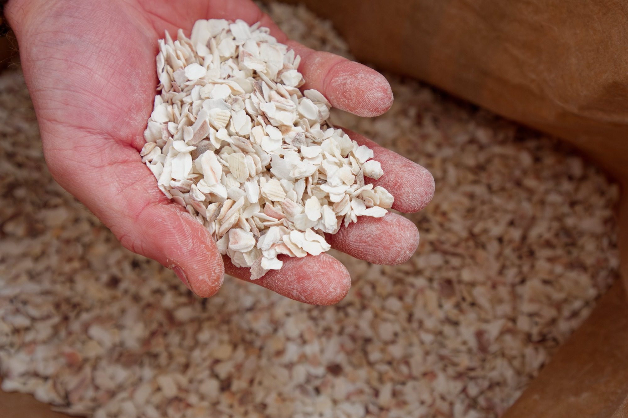 Broyat de coquilles saint-jacques